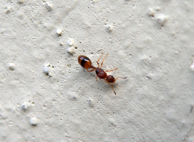 Formica dal lungo peziolo: Temnothorax sp. (Formicidae).